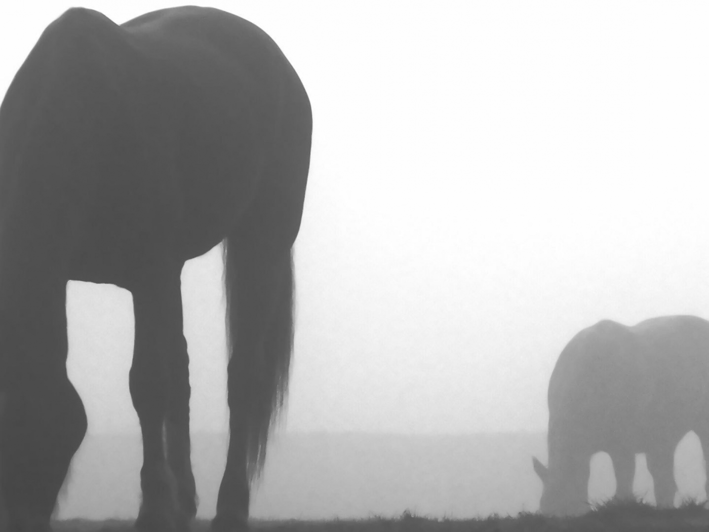 лошади, туман