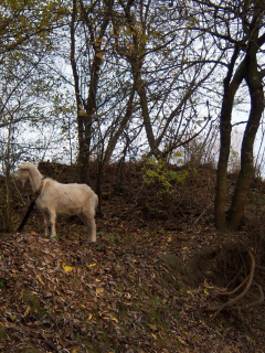 лес, козы, by mamala