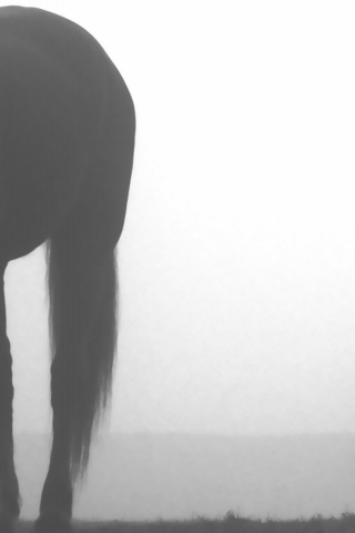 лошади, туман
