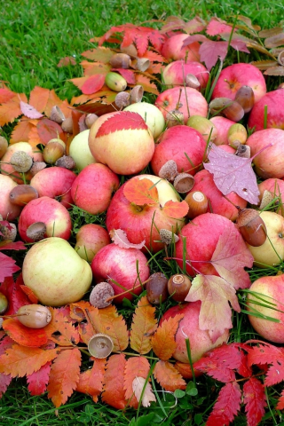 листья, яблоки