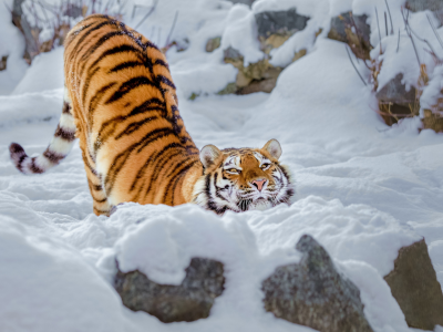 зима, тигр