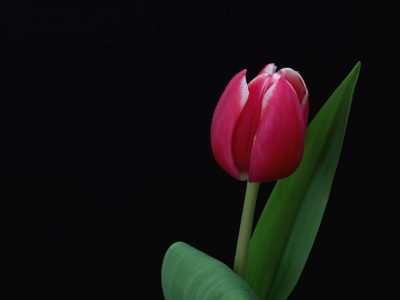 тюльпан, чёрный фон