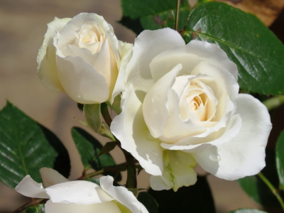 розы, белые розы