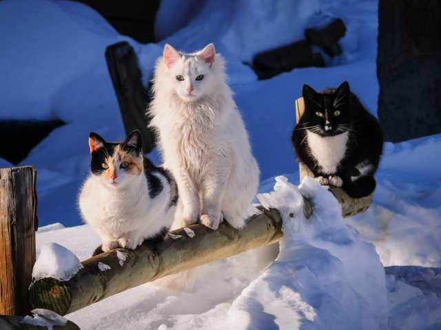 зима, снег, коты