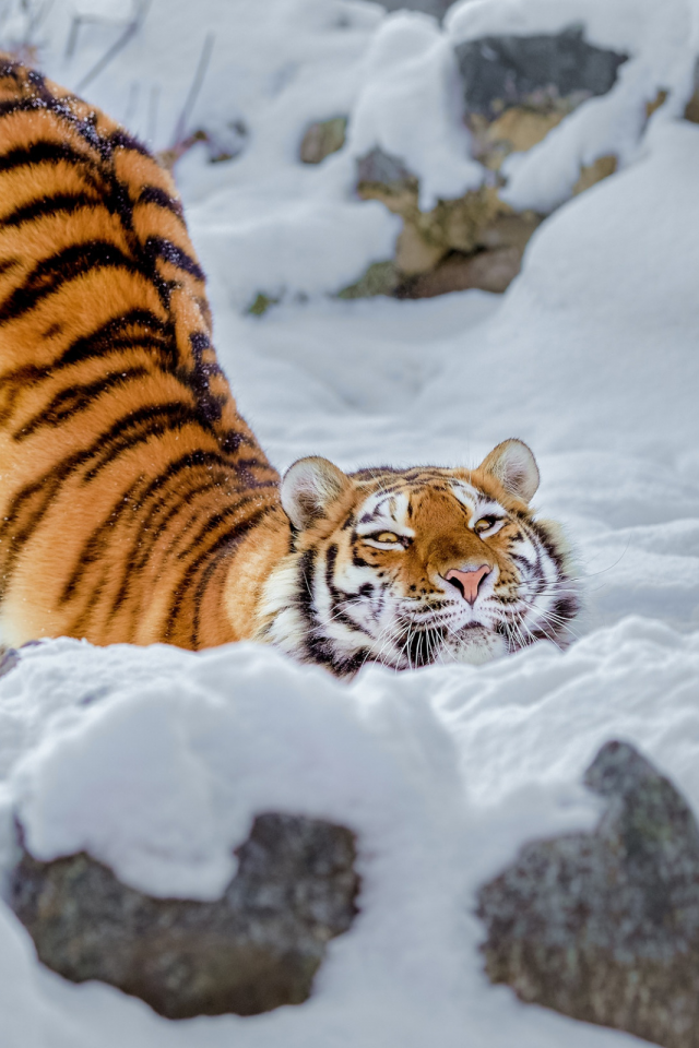 зима, тигр