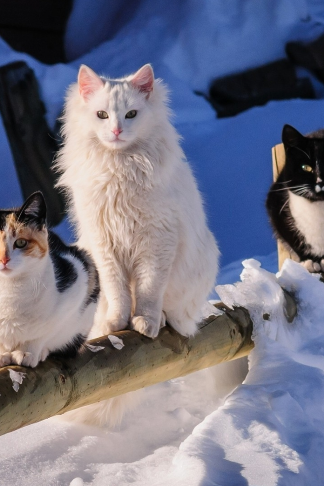 зима, снег, коты