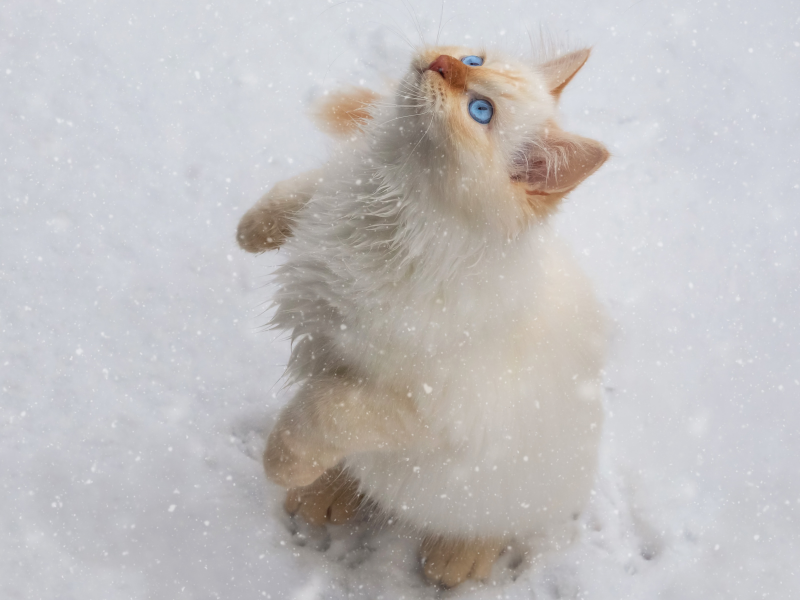 кот, снег