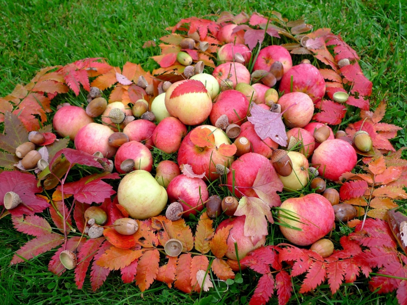 листья, яблоки