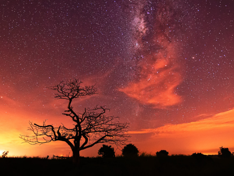 природа, ночь, дерево, звёзды