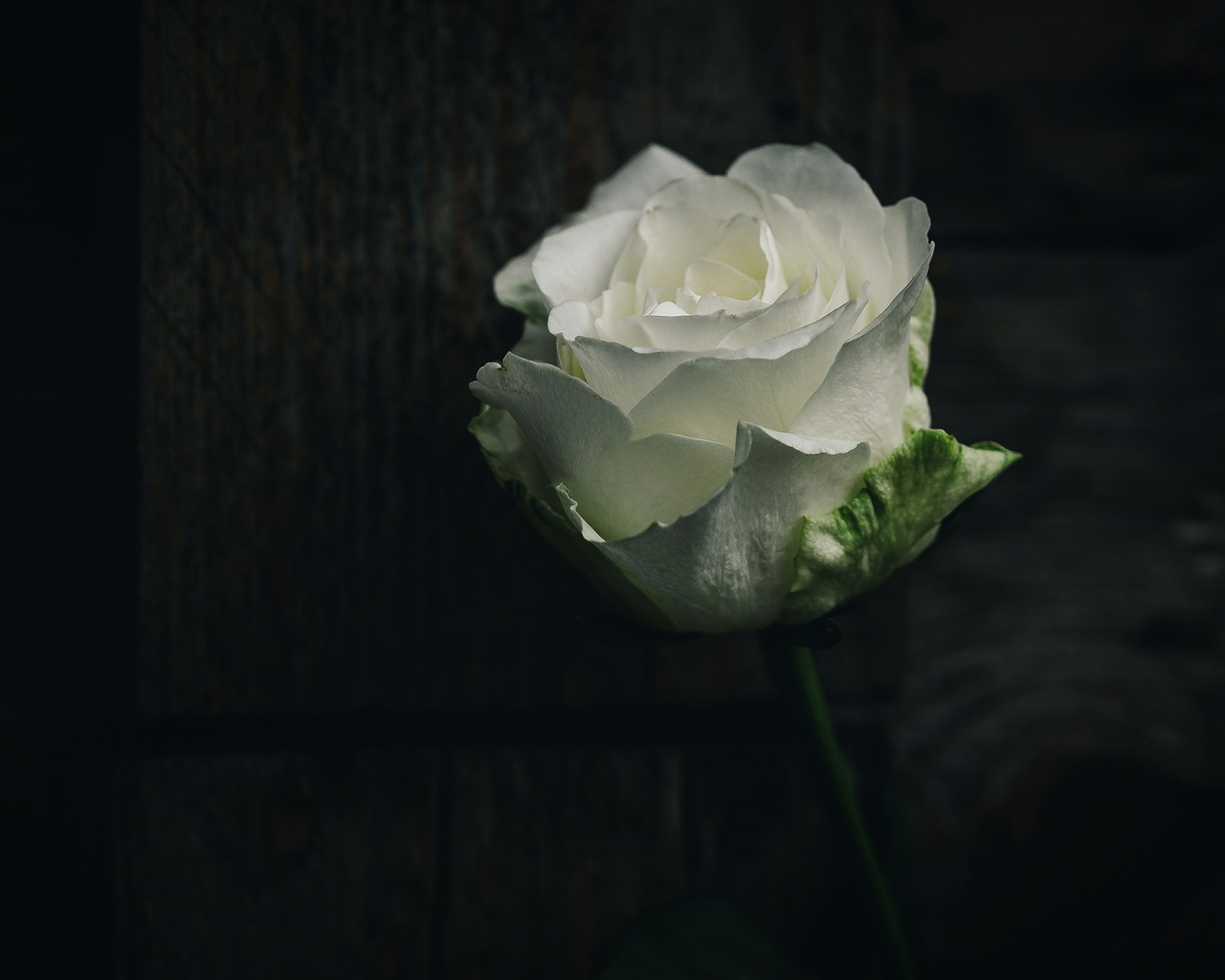 цветок, фон, роза