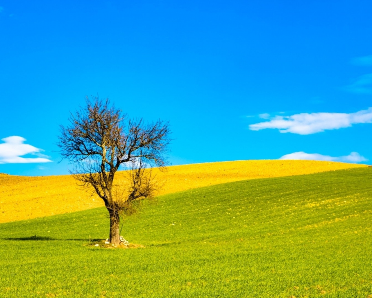 поле, одинокое, дерево, облака