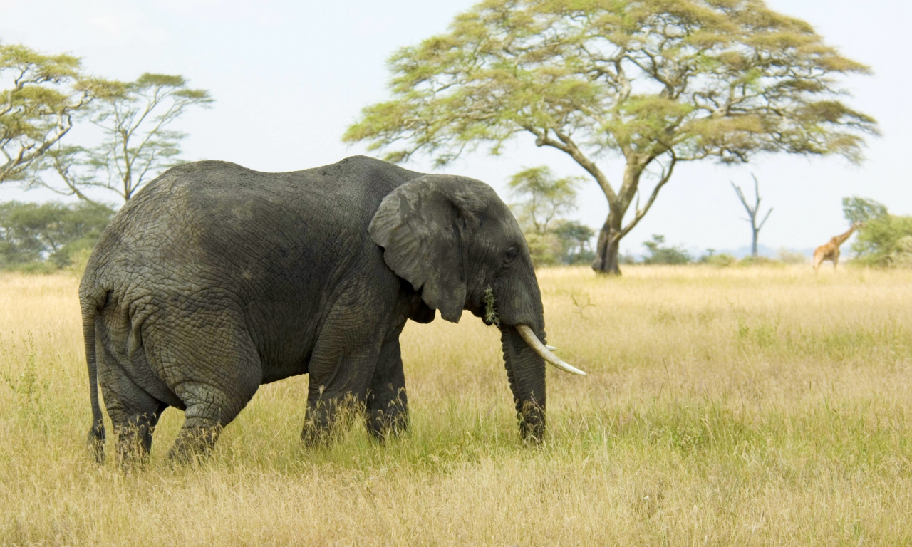 слон, саванна, африка