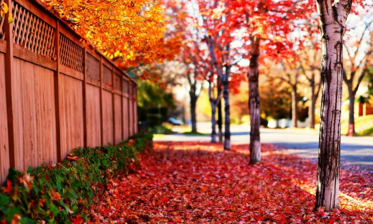 улица, деревья, листья, осень