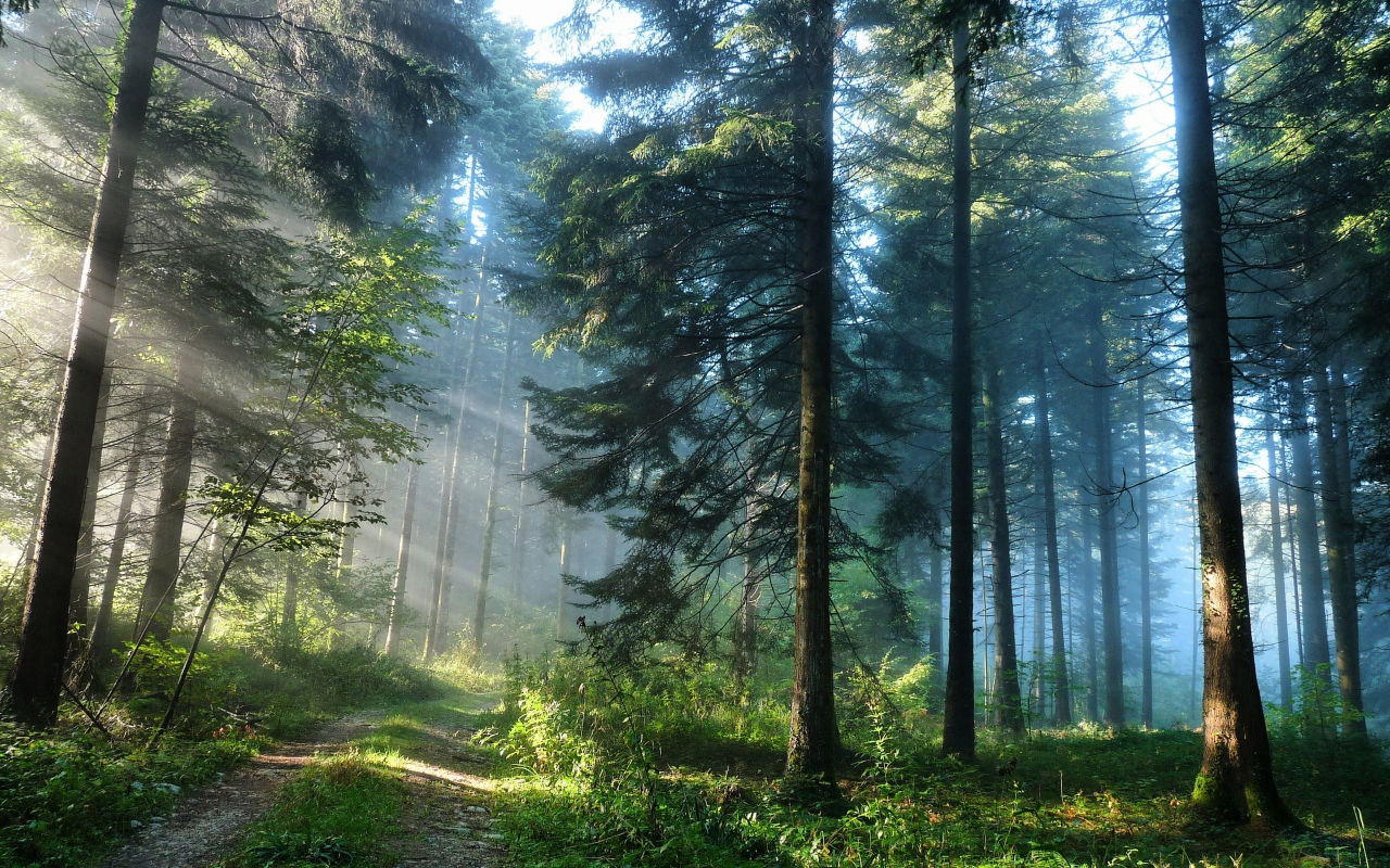лес, туман, дорога