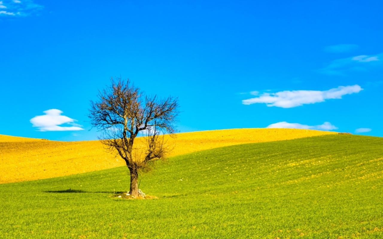 поле, одинокое, дерево, облака