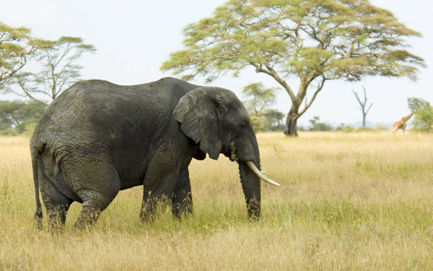 слон, саванна, африка