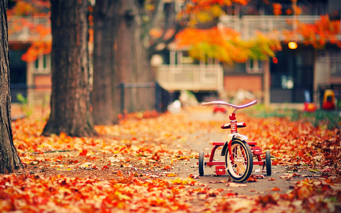велосипед, листья, деревья