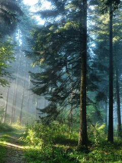 лес, туман, дорога
