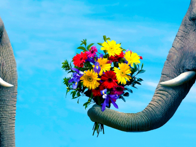 букет, цветы, слоны