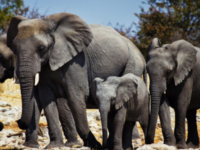 африка, слоны
