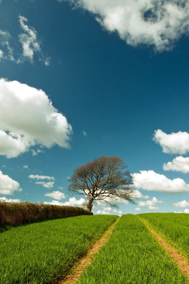 поле, дорога, дерево, облака
