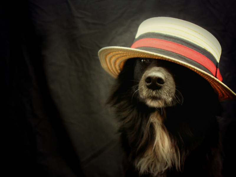 собака, шляпа