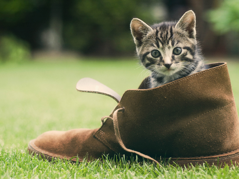 котёнок, в ботинке, на траве