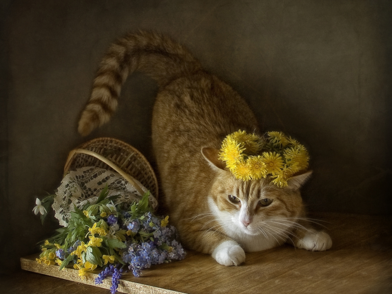 кот, цветы