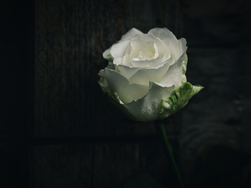 цветок, фон, роза