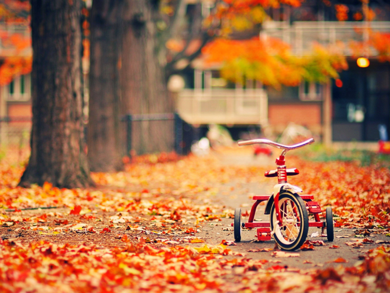 велосипед, листья, деревья