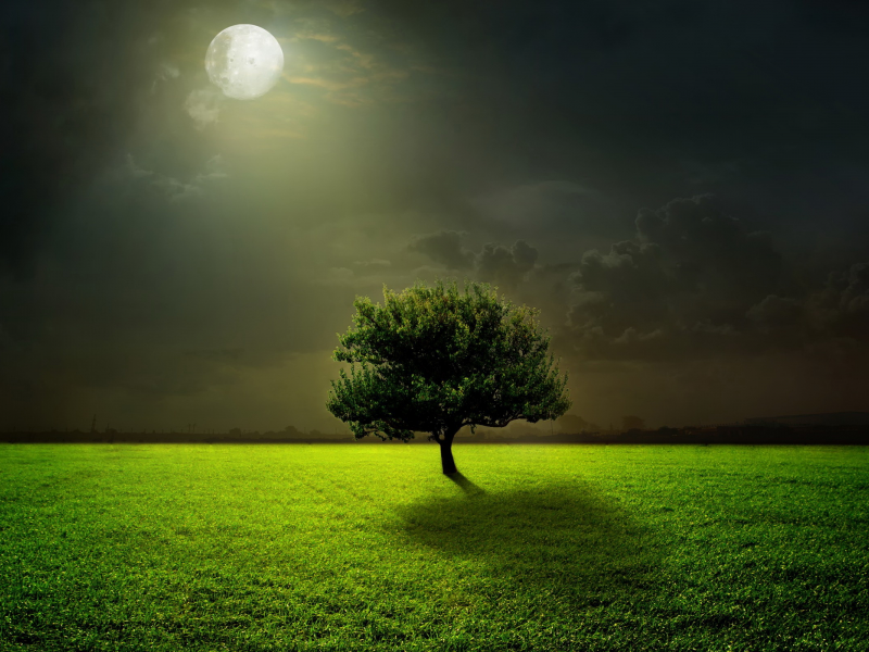 ночь, луна, поле, дерево
