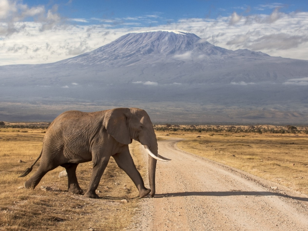 слон, дорога, африка