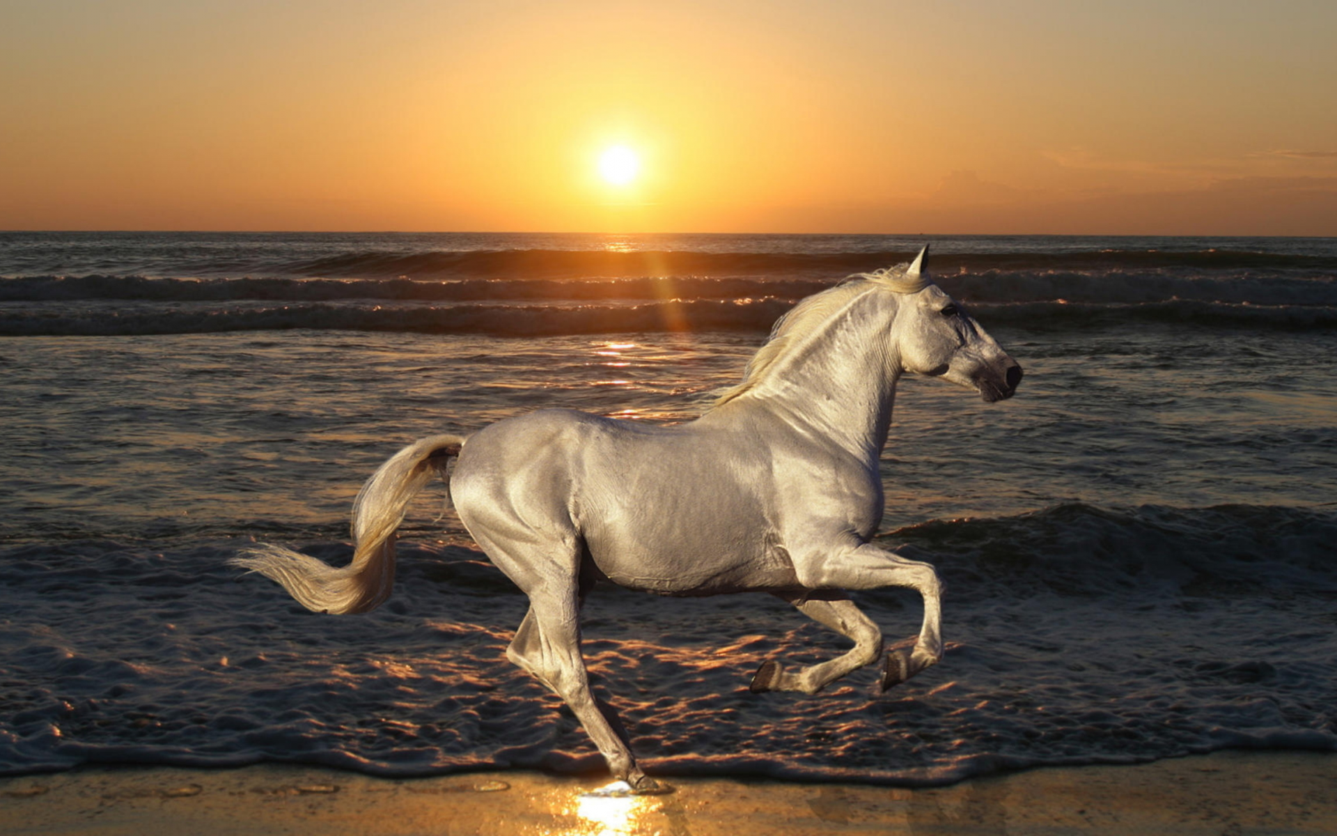 лошадь, закат, море