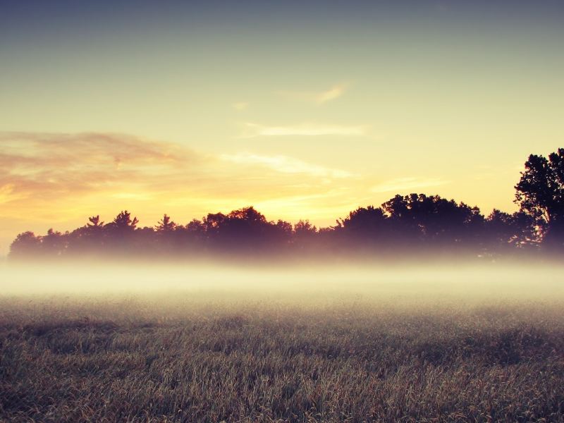 утро, туман, поле, деревья