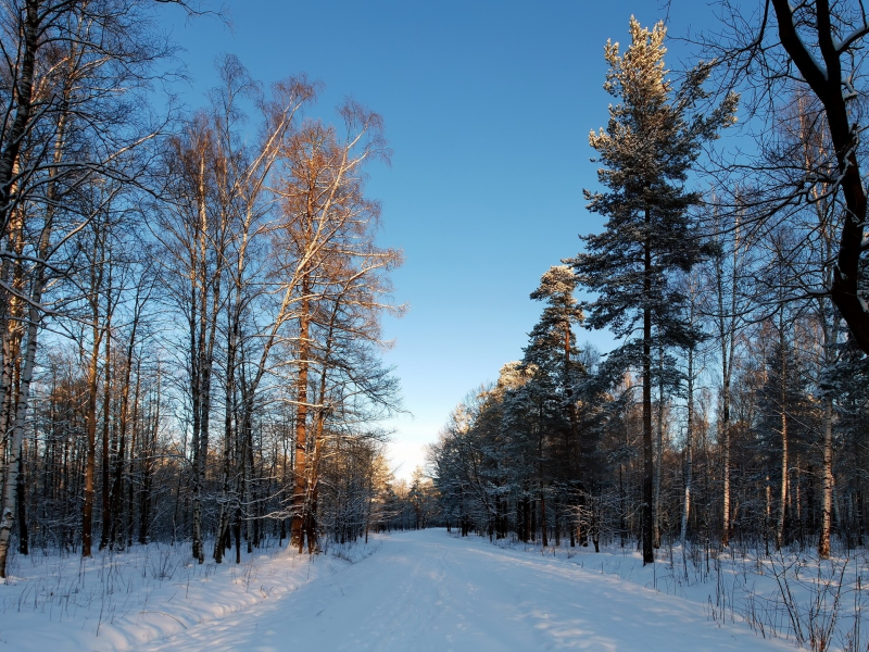 зима, снег, лес, деревья