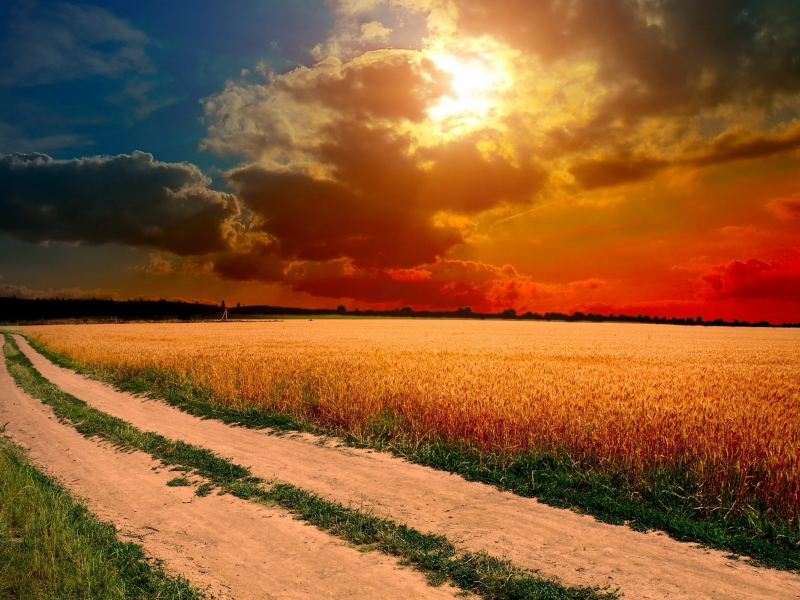 поле, пшеница, дорога, тучи