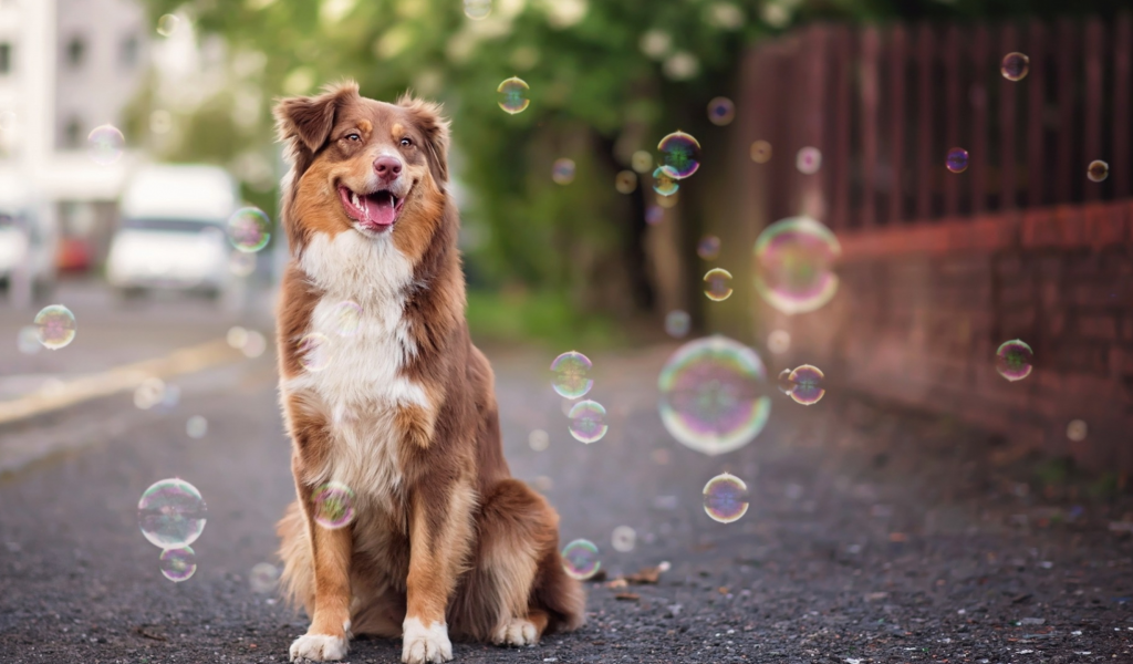 собака, мыльные, пузыри