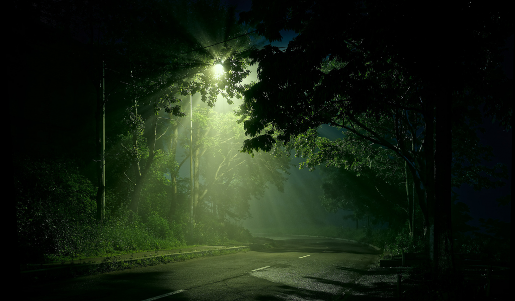 ночь, дорога, фонарь, лес, деревья, кусты, растения, москва, россия