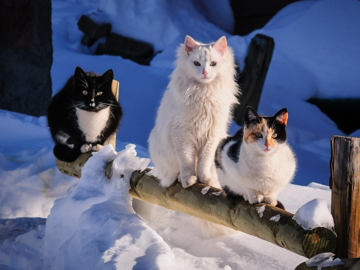 кошки, снег, зима