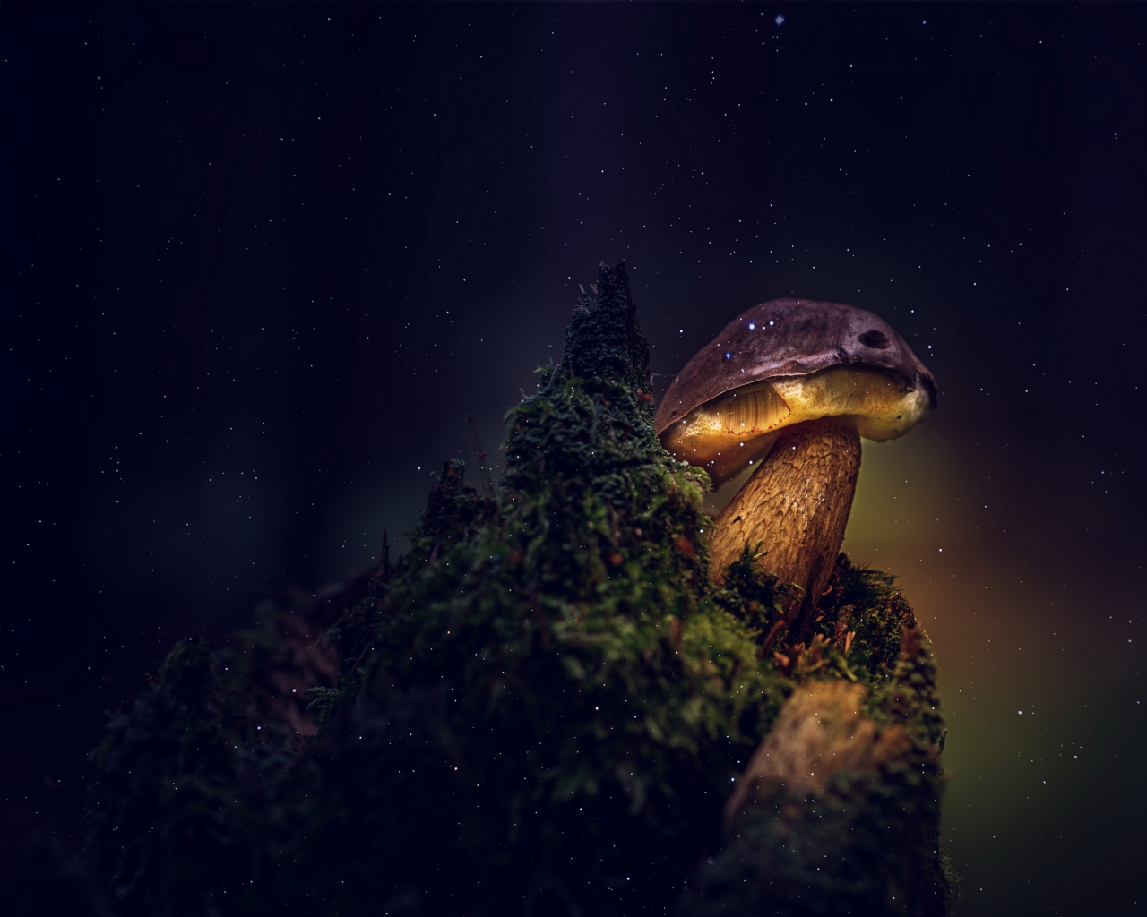 природа, гриб, ночь
