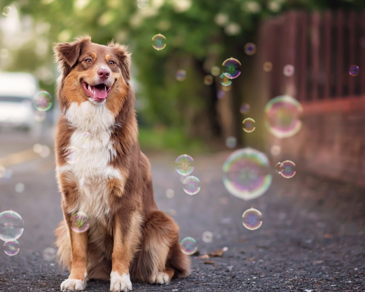 собака, мыльные, пузыри