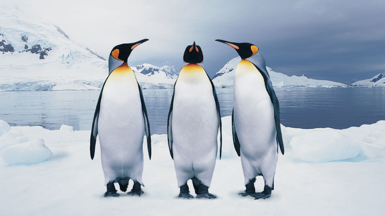 пингвины, снег, антарктида