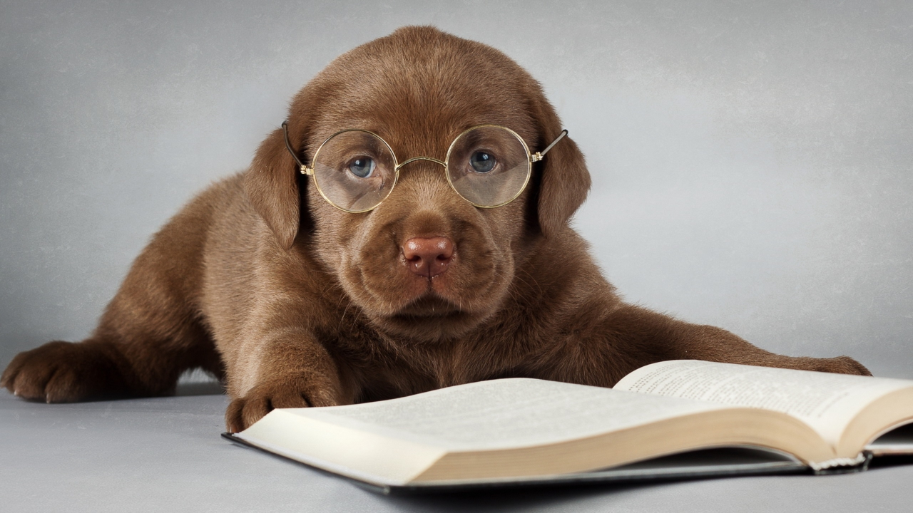 щенок, в очках, книга