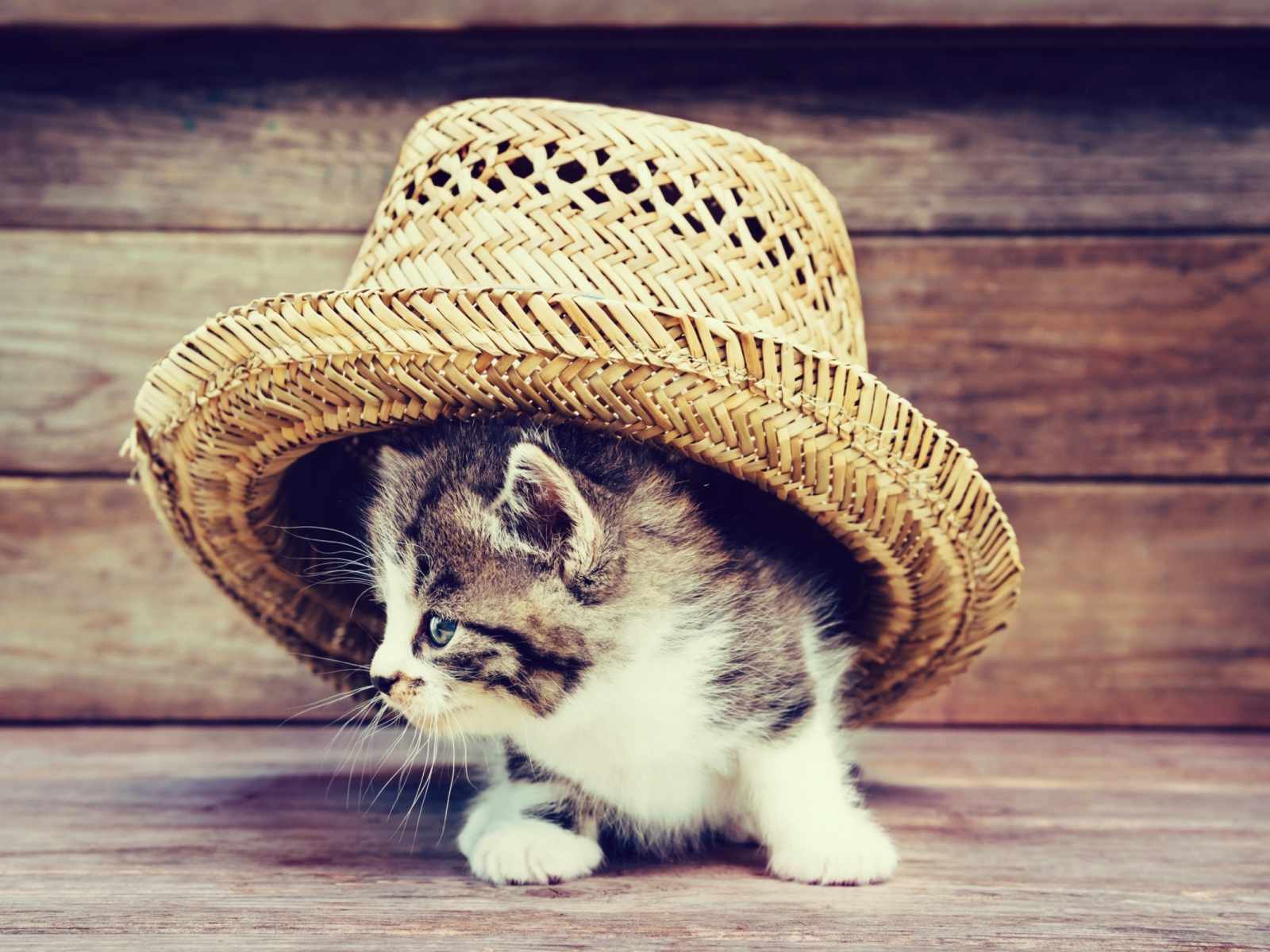 котенок, шляпа