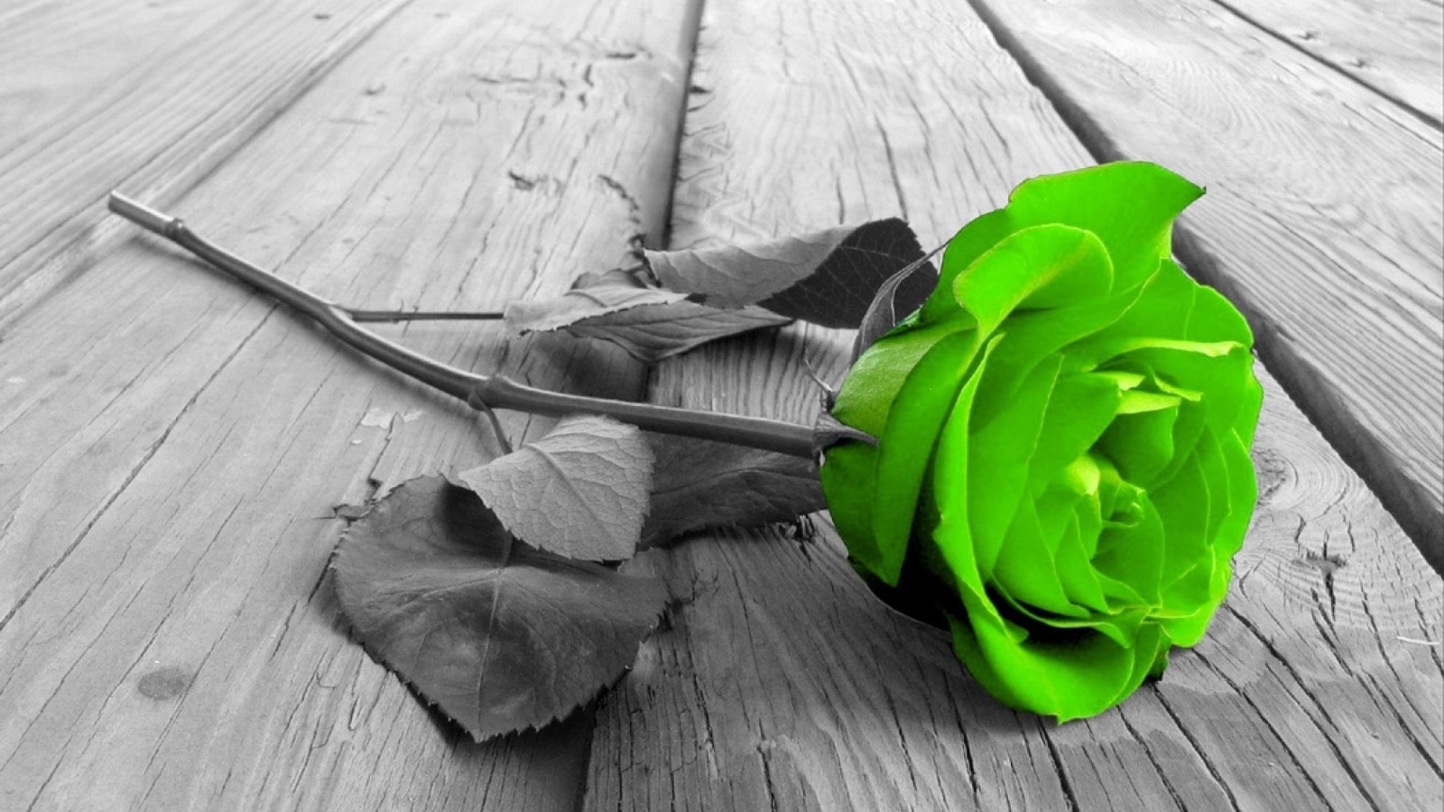 цветок, роза, зелёная