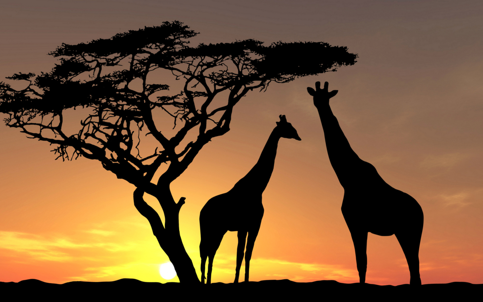 африка, закат, жираф