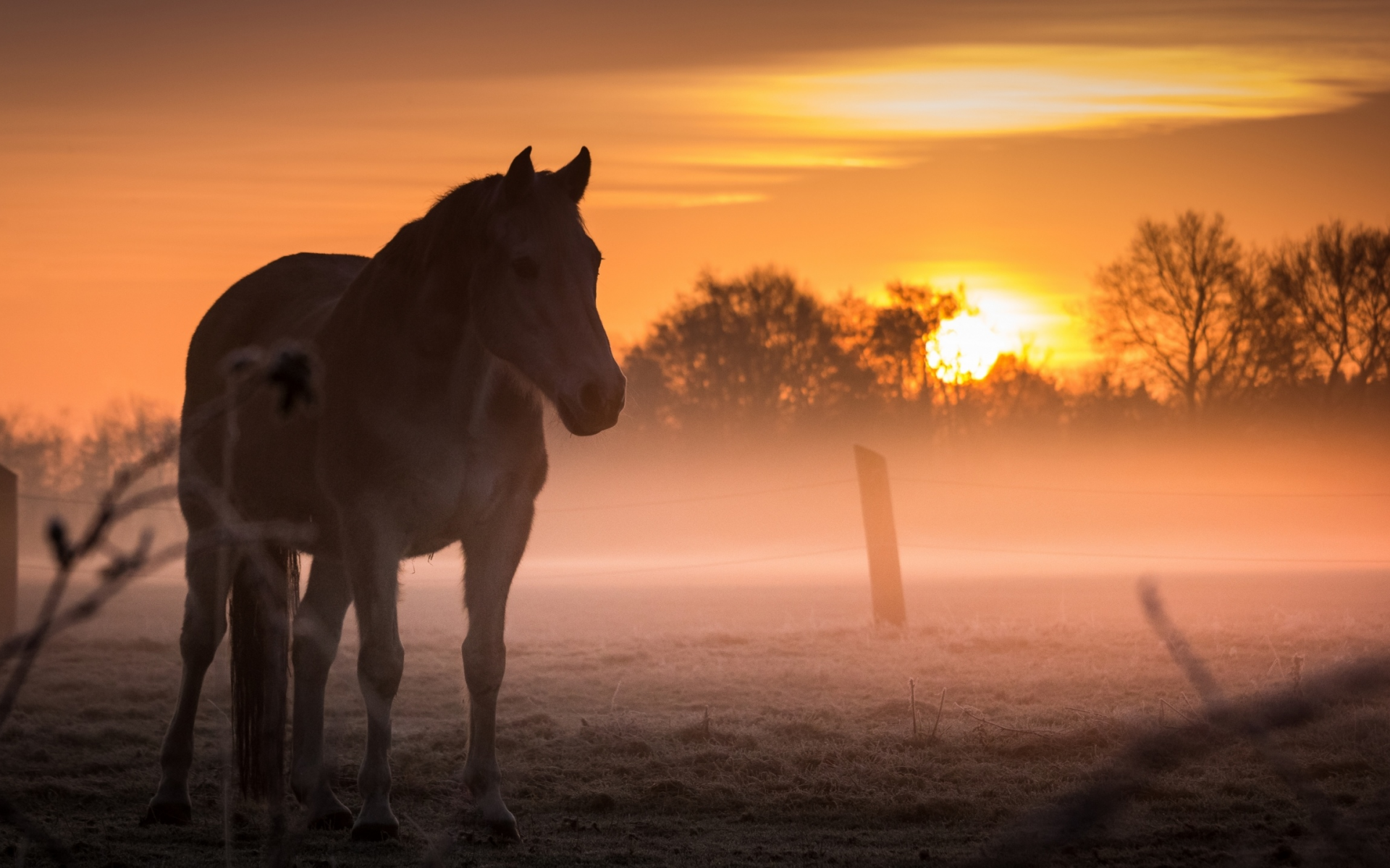 поле, закат, лошадь