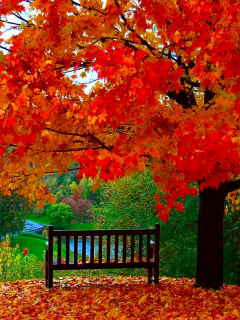 природа, деревья, листопад, скамейка