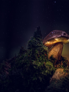 природа, гриб, ночь