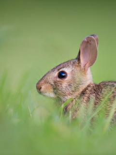 кролик, пушистый, в траве